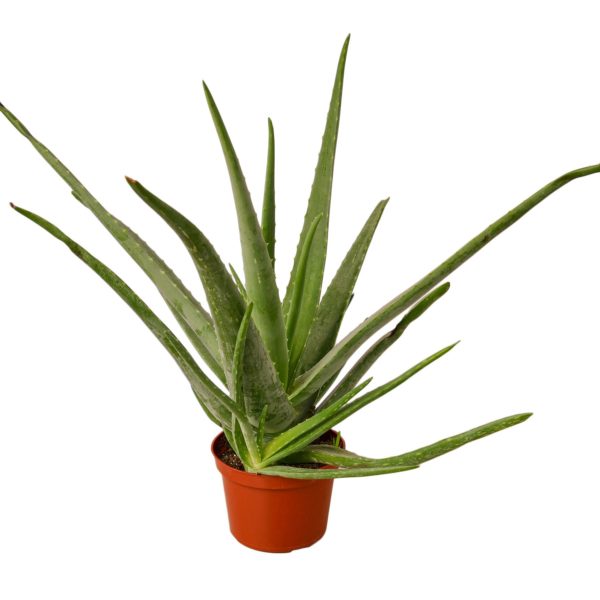 Aloe Vera - Image 4