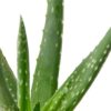 Sansevieria Laurentii