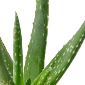 Sansevieria Laurentii