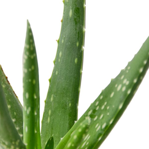 Sansevieria Laurentii